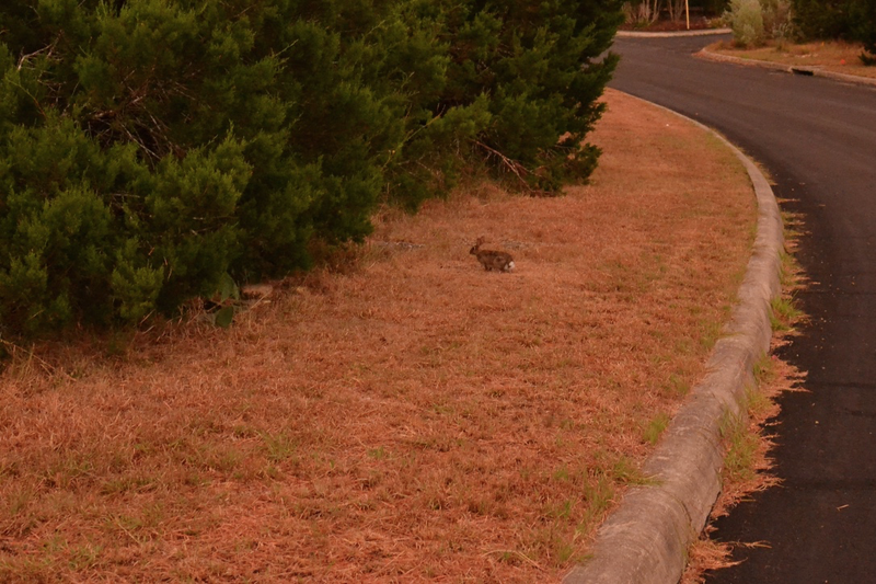 Bonus bunneh on the corner when I first walked out the door.